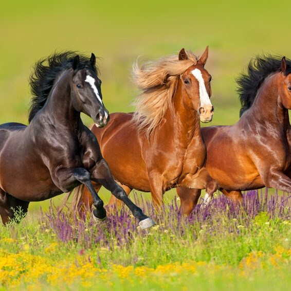 Natural Horse Care Hintergrundbild